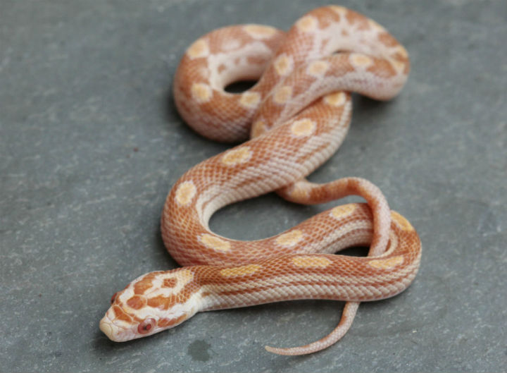 Striped Butter Corn Snake